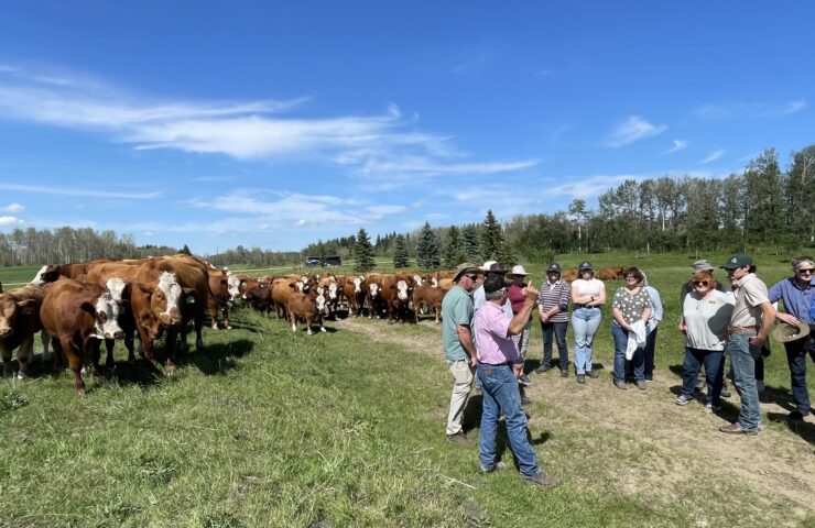 Albertabeef2